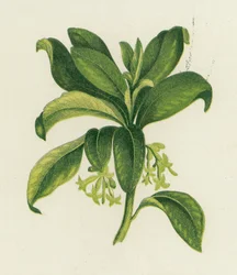 Seidelbast, Daphne Laureola